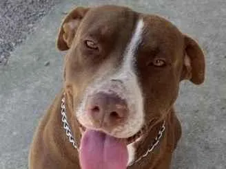 Cachorro raça Pit-Bull idade 6 ou mais anos nome Paçoca 