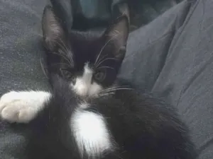 Gato raça SRD-ViraLata idade 2 a 6 meses nome Shelby