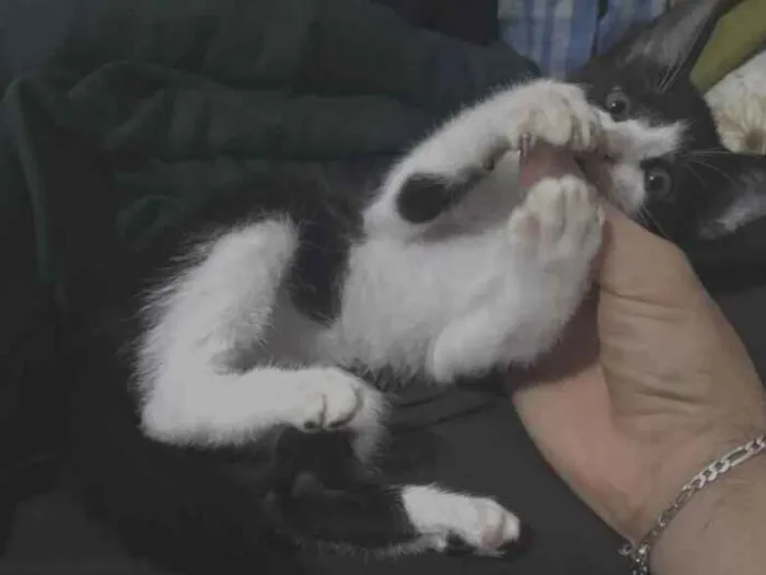Gato raça SRD-ViraLata idade 2 a 6 meses nome Shelby