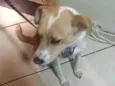 Mel