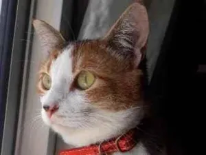 Gato raça SRD-ViraLata idade 6 ou mais anos nome Bird
