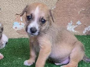Cachorro raça SRD-ViraLata idade 2 a 6 meses nome .