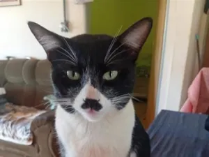 Gato raça SRD-ViraLata idade 2 anos nome Gato