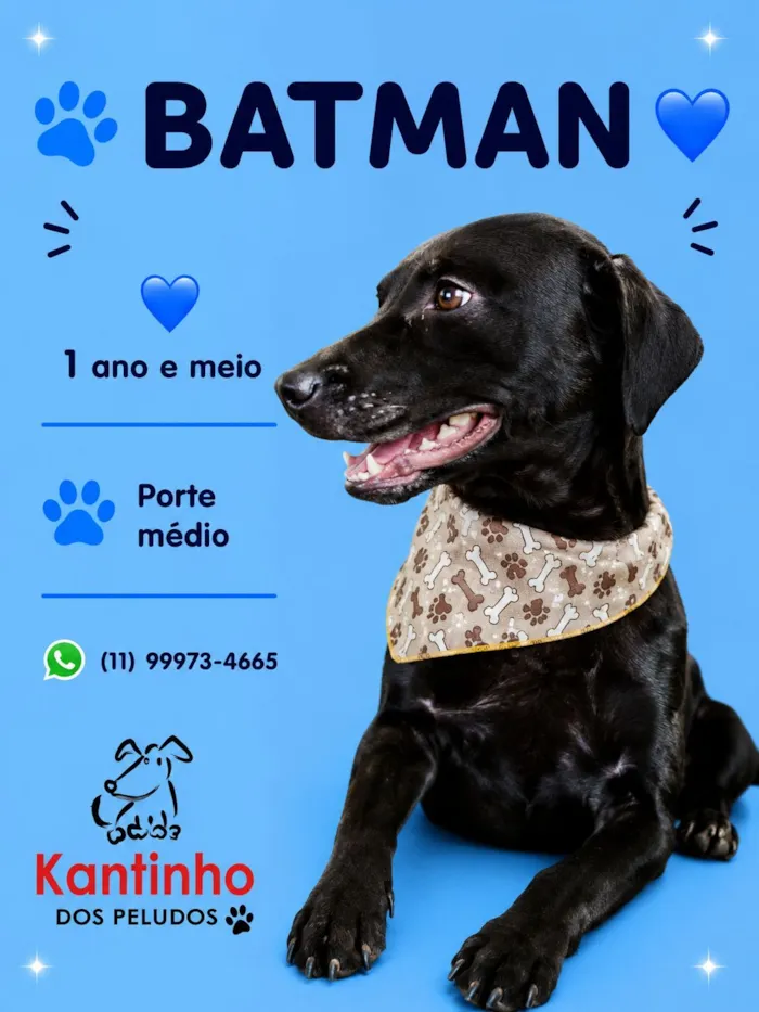 Cachorro raça SRD-ViraLata idade 1 ano nome Batman