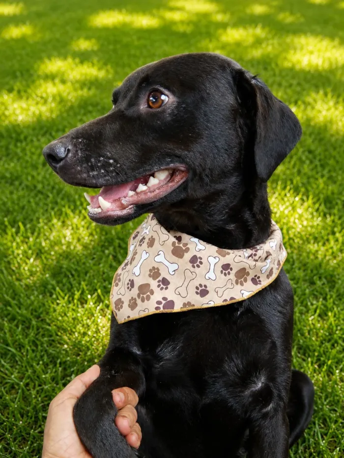 Cachorro raça SRD-ViraLata idade 1 ano nome Batman