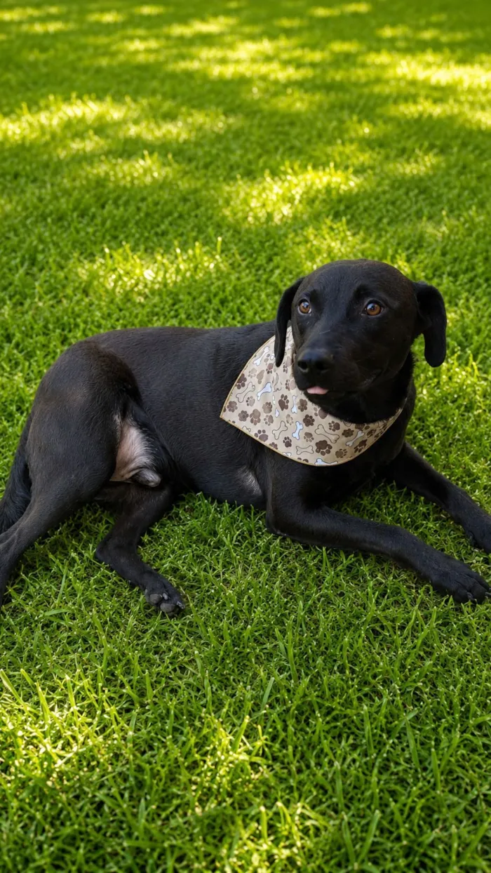 Cachorro raça SRD-ViraLata idade 1 ano nome Batman
