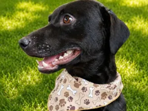 Cachorro raça SRD-ViraLata idade 1 ano nome Batman