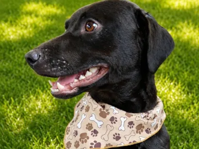 Cachorro raça SRD-ViraLata idade 1 ano nome Batman