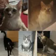 Lili/Teca/Pretinha/Fafa e Fifi
