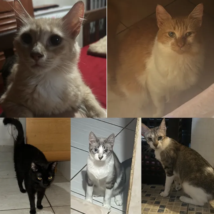 Gato raça SRD-ViraLata idade 3 anos nome Lili/Teca/Pretinha/Fafa e Fifi