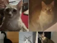 Lili/Teca/Pretinha/Fafa e Fifi