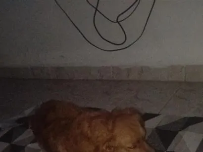 Cachorro raça SRD-ViraLata idade 7 a 11 meses nome jared