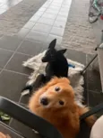 Fofinho e pretinha