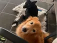 Fofinho e pretinha