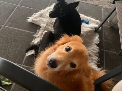 Cachorro raça SRD-ViraLata idade 6 ou mais anos nome Fofinho e pretinha