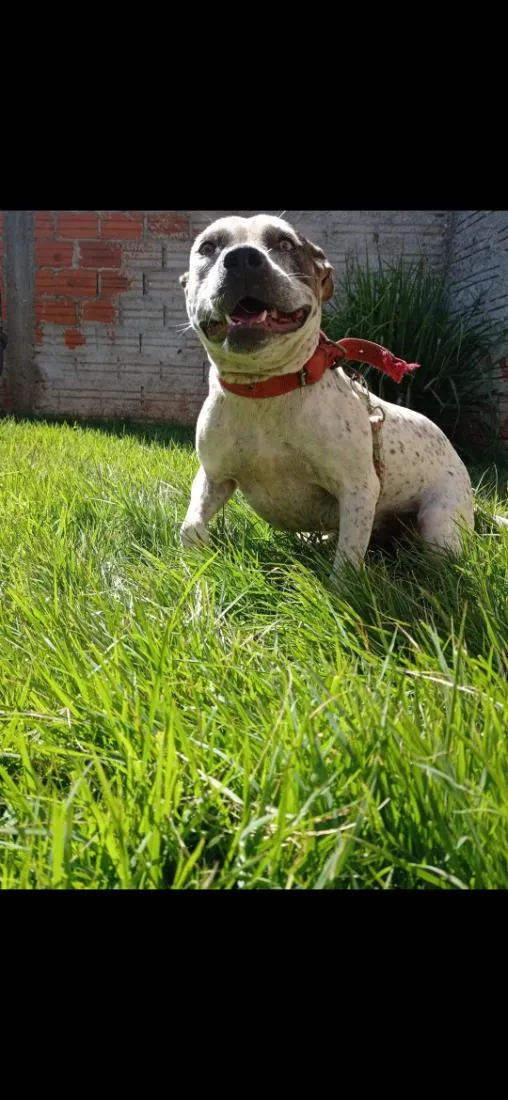 Cachorro raça Pit-Bull idade 2 anos nome Kiara