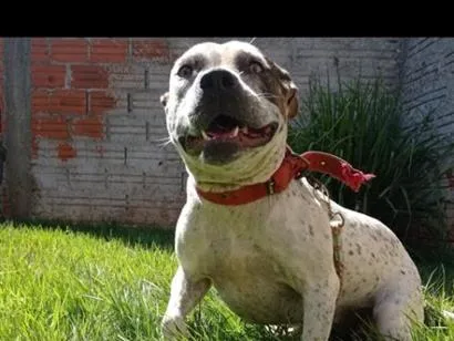 Cachorro raça Pit-Bull idade 2 anos nome Kiara