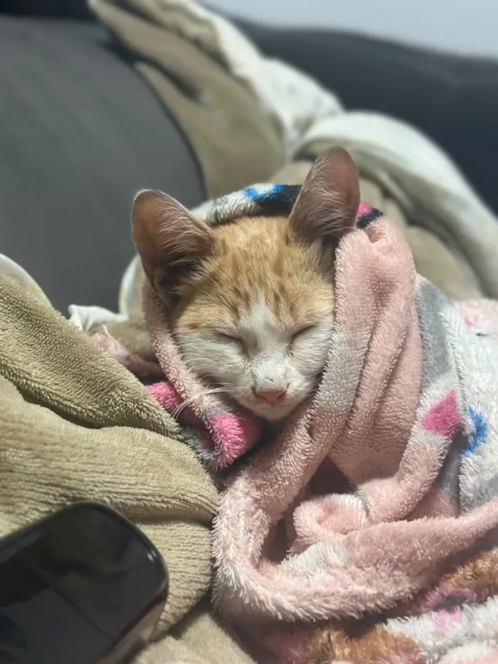 Gato raça SRD-ViraLata idade 2 a 6 meses nome Theo 