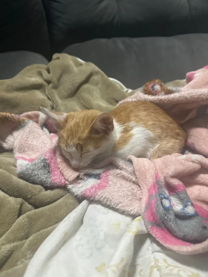 Gato raça SRD-ViraLata idade 2 a 6 meses nome Theo 