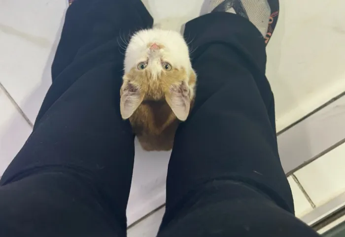 Gato raça SRD-ViraLata idade 2 a 6 meses nome Theo 