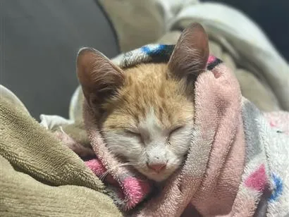 Gato raça SRD-ViraLata idade 2 a 6 meses nome Theo 