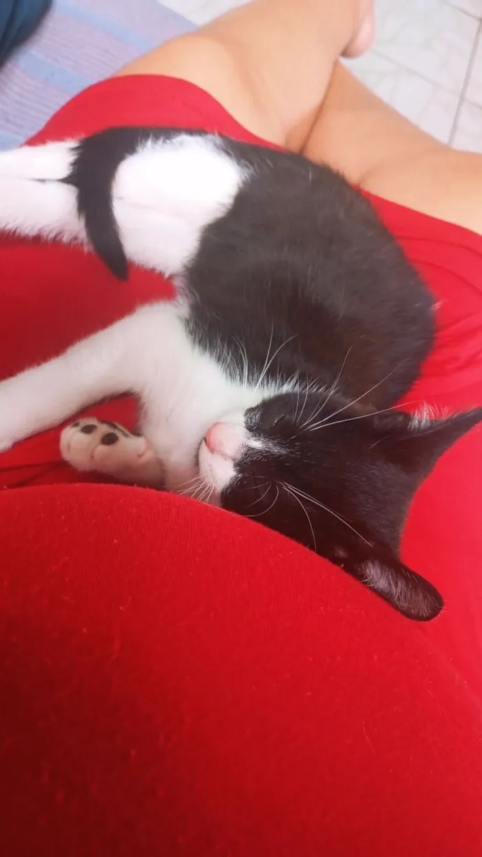 Gato raça SRD-ViraLata idade Abaixo de 2 meses nome fufi