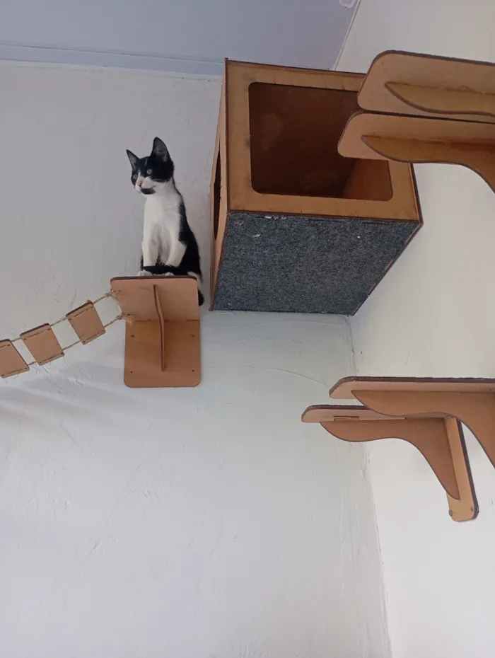 Gato raça SRD-ViraLata idade Abaixo de 2 meses nome fufi