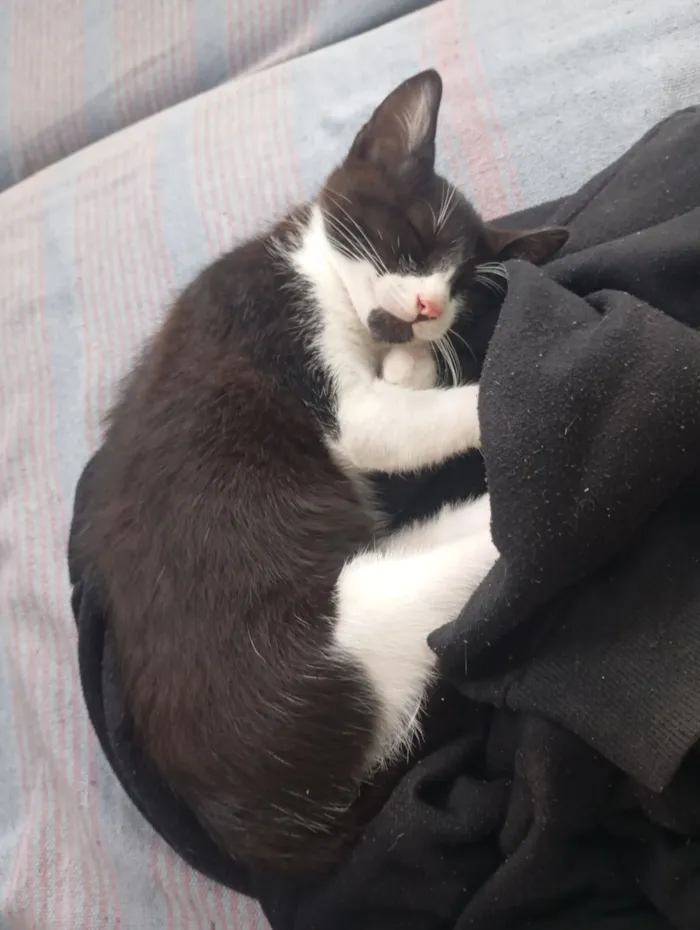 Gato raça SRD-ViraLata idade Abaixo de 2 meses nome fufi