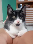 fufi