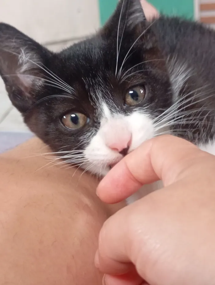 Gato raça SRD-ViraLata idade Abaixo de 2 meses nome fufi