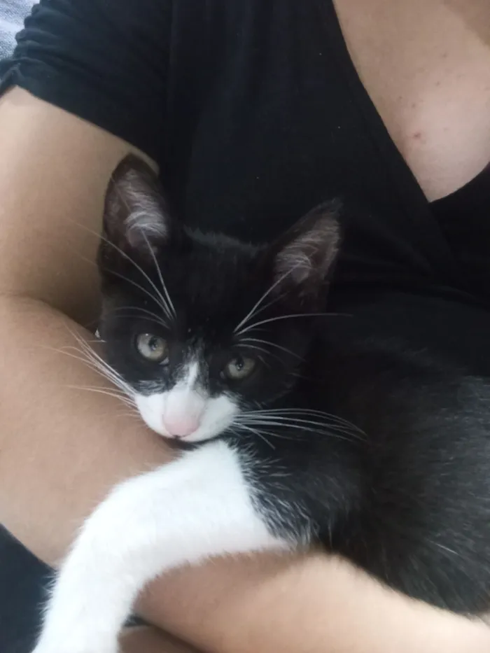 Gato raça SRD-ViraLata idade Abaixo de 2 meses nome fufi