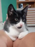 fufi