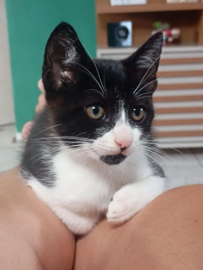 Gato raça SRD-ViraLata idade Abaixo de 2 meses nome fufi
