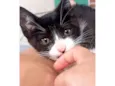 fufi
