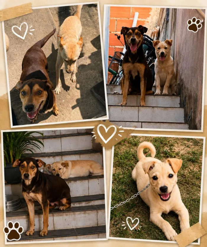 Cachorro raça SRD-ViraLata idade 6 ou mais anos nome Billy
