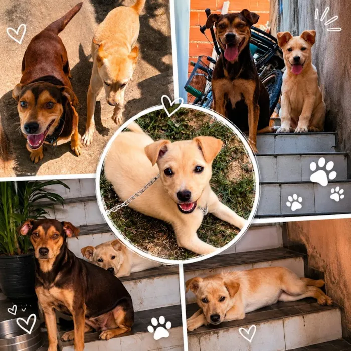 Cachorro raça SRD-ViraLata idade 2 anos nome Bella