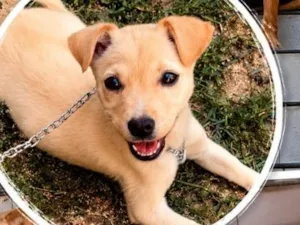 Cachorro raça SRD-ViraLata idade 2 anos nome Bella