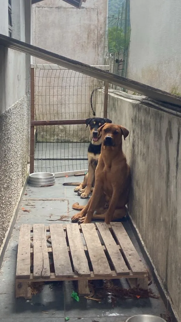 Cachorro raça Rottweiler Thay Ridgeback idade 7 a 11 meses nome Hawk e Zion