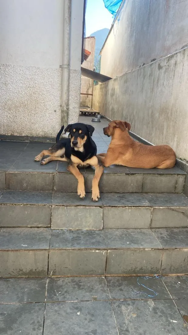 Cachorro raça Rottweiler Thay Ridgeback idade 7 a 11 meses nome Hawk e Zion