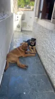 Hawk e Zion