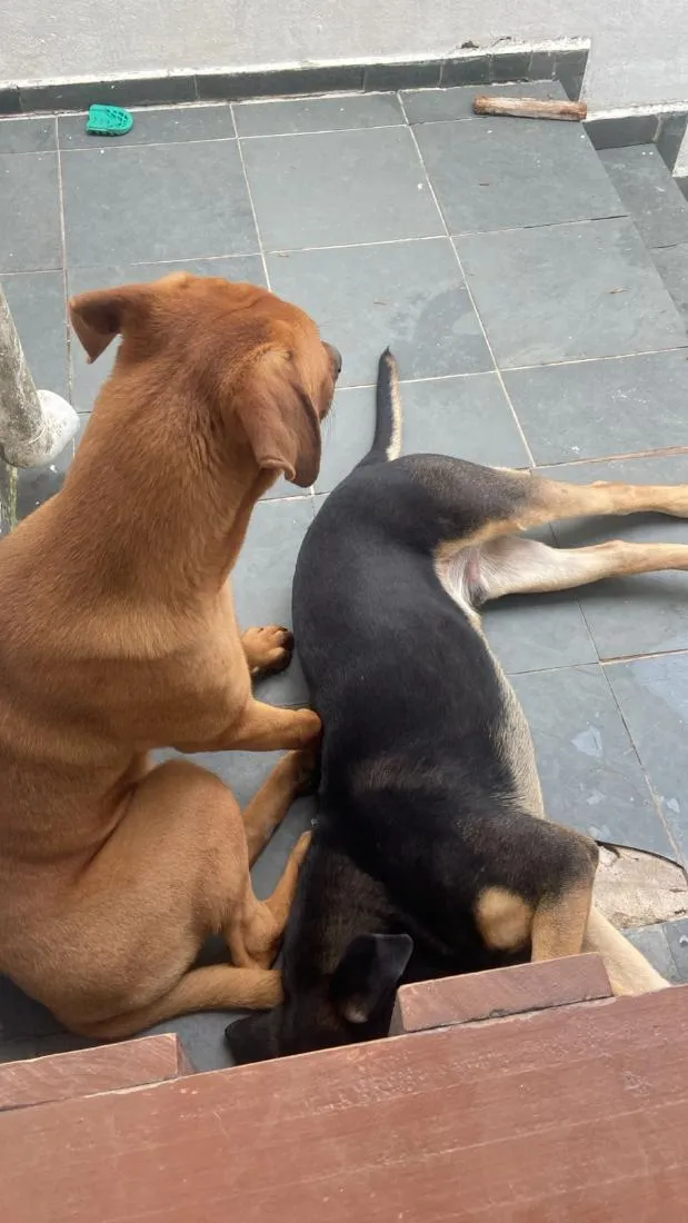 Cachorro raça Rottweiler Thay Ridgeback idade 7 a 11 meses nome Hawk e Zion