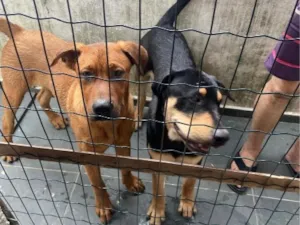 Cachorro raça Rottweiler Thay Ridgeback idade 7 a 11 meses nome Hawk e Zion