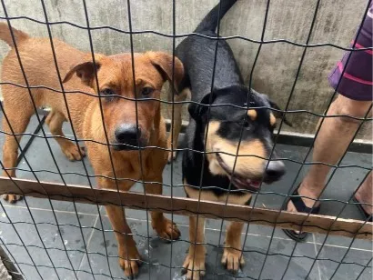 Cachorro raça Rottweiler Thay Ridgeback idade 7 a 11 meses nome Hawk e Zion