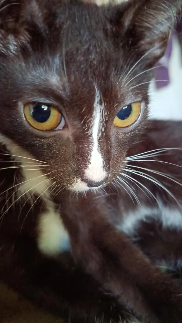 Gato raça SRD-ViraLata idade 2 a 6 meses nome Mabel
