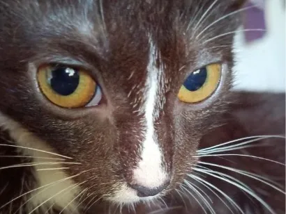 Gato raça SRD-ViraLata idade 2 a 6 meses nome Mabel
