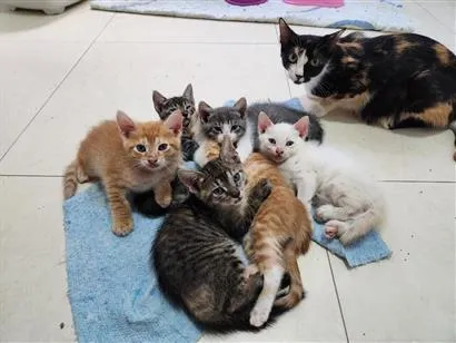 Gato raça SRD-ViraLata idade 2 a 6 meses nome Sem nome