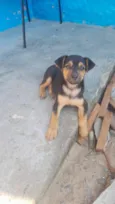 Fininho