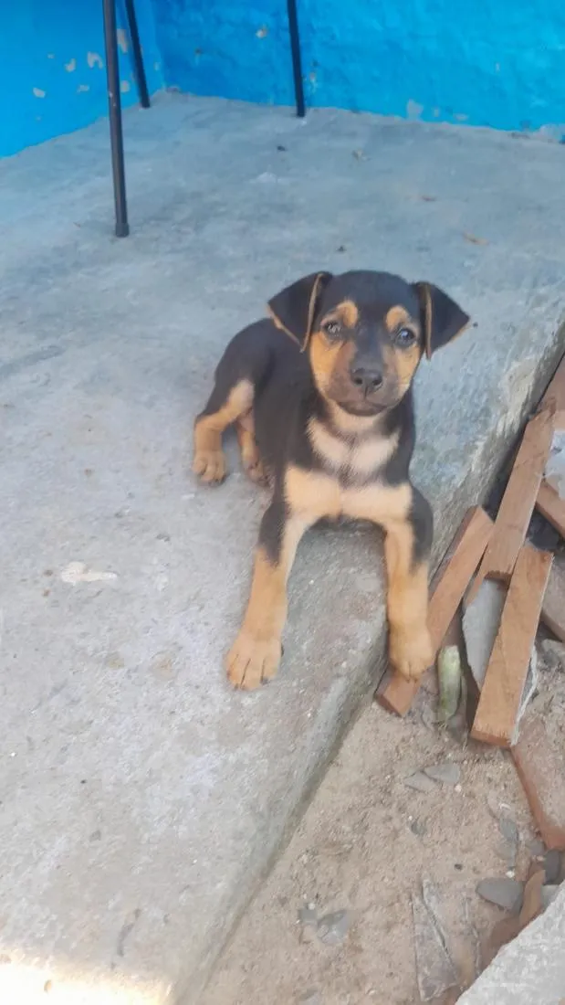 Cachorro raça SRD-ViraLata idade 2 a 6 meses nome Fininho