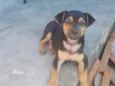 Fininho