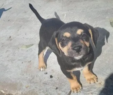 Cachorro raça SRD-ViraLata idade 2 a 6 meses nome bolota 